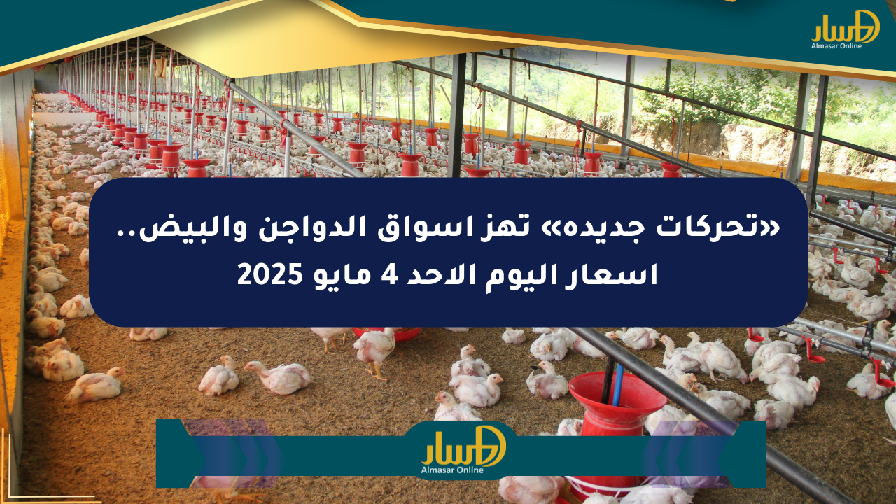 «تحركات جديدة» تهز أسواق الدواجن والبيض.. أسعار اليوم الأحد 4 مايو 2025